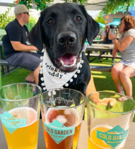 Dog Days Festival 2026 | Calgary, Alberta - June 6, 2026